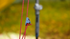 tarpcord